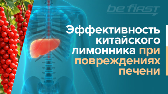 Эффективность китайского лимонника при повреждениях печени